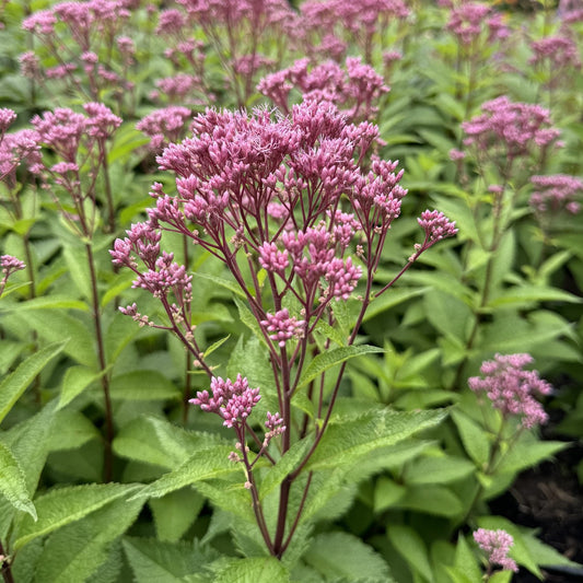 Close-up of small, pink blooms top tall stems and lush foliage—Ruby Joe-Pye Weed (Eupatorium) is a striking native perennial, - Photo Property of Garden Crossings LLC.