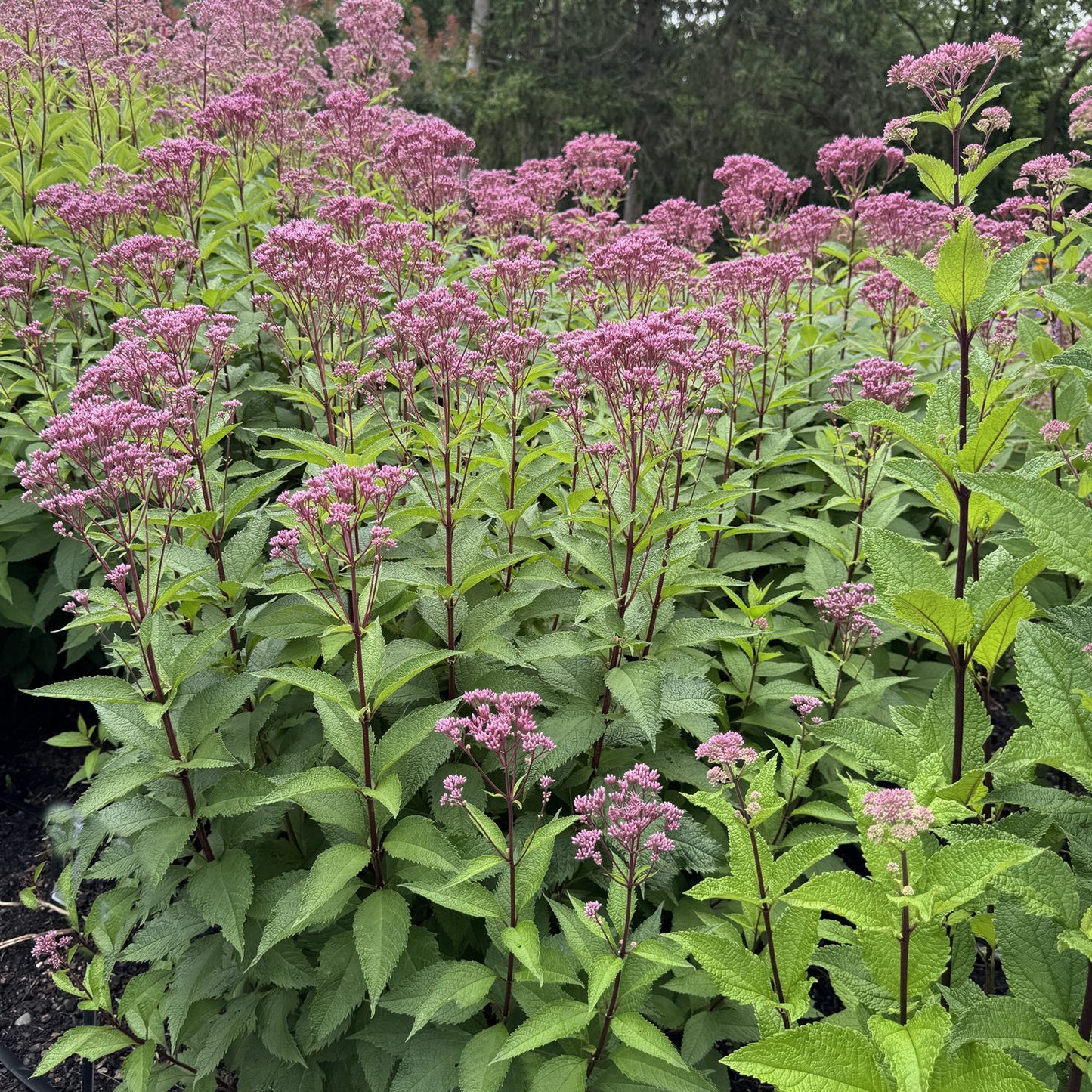 Ruby Joe -Pye Weed (Eupatorium) - Photo Property of Garden Crossings LLC