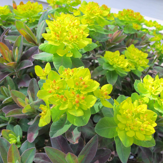 Close-up of 'Bonfire' Spurge (Euphorbia), a deer-resistant plant with vibrant green and yellow hues, clusters of small yellow blooms, and lance-shaped leaves edged with purple and red - Photo Property of Garden Crossings LLC.