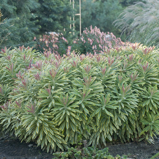 Ascot Rainbow' Spurge (Euphorbia) - Photo Courtesy of Walters Gardens, Inc.