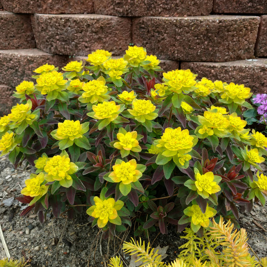 Bonfire' Spurge (Euphorbia) - Photo Property of Garden Crossings LLC