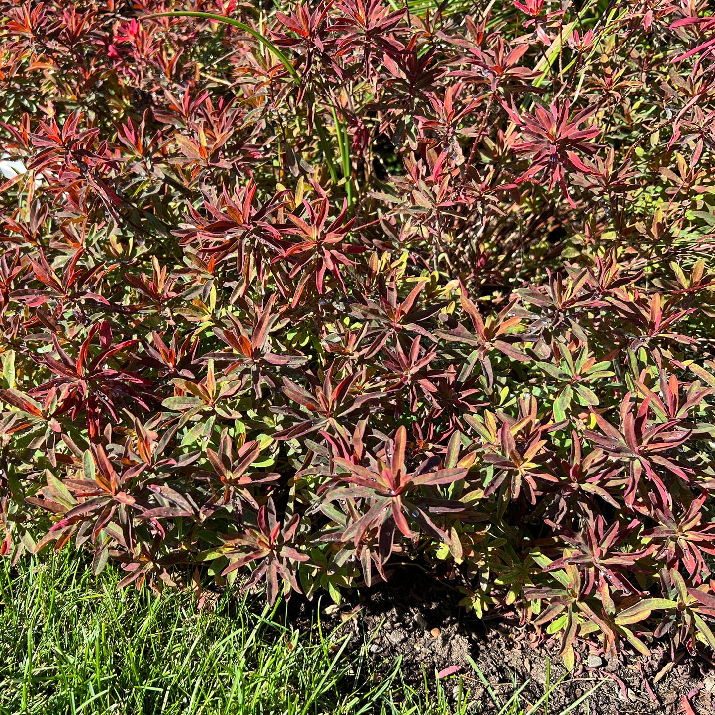 A dense bush of 'Bonfire' Spurge (Euphorbia) with red foliage grows in a garden bed beside bright green grass under sunlight - Photo Property of Garden Crossings LLC.