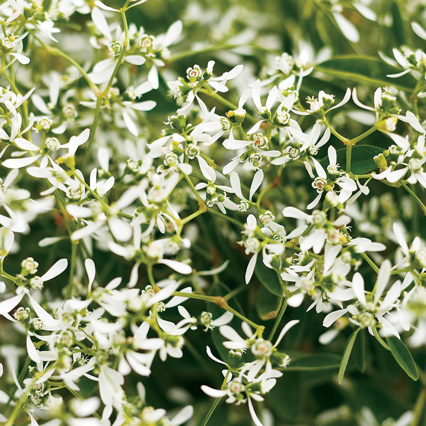 Close-up of Diamond Frost® Euphorbia, featuring many small, delicate white flowers with thin petals and green leaves - Photo Courtesy of Proven Winners, Inc.
