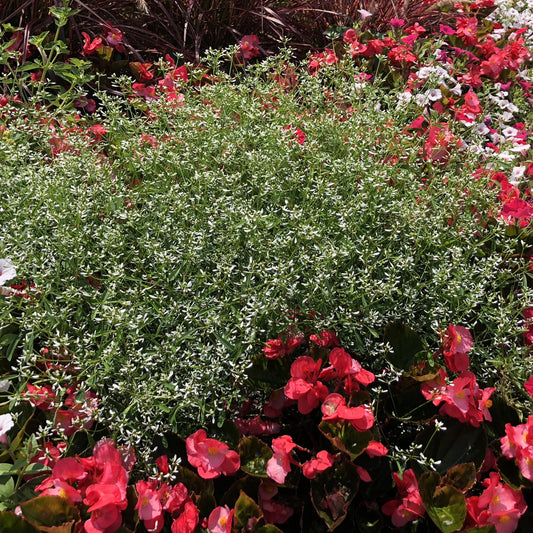 A dense cluster of small white Diamond Mountain® Euphorbia flowers creates a striking centerpiece, surrounded by vibrant red and pink blooms with dark green leaves - Photo Property of Garden Crossings LLC