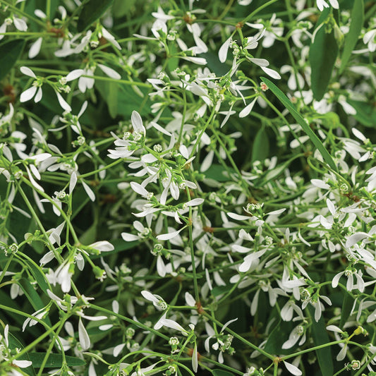 Dense green foliage and clusters of small, delicate white flowers with narrow petals - Photo Courtesy of Proven Winners, Inc.