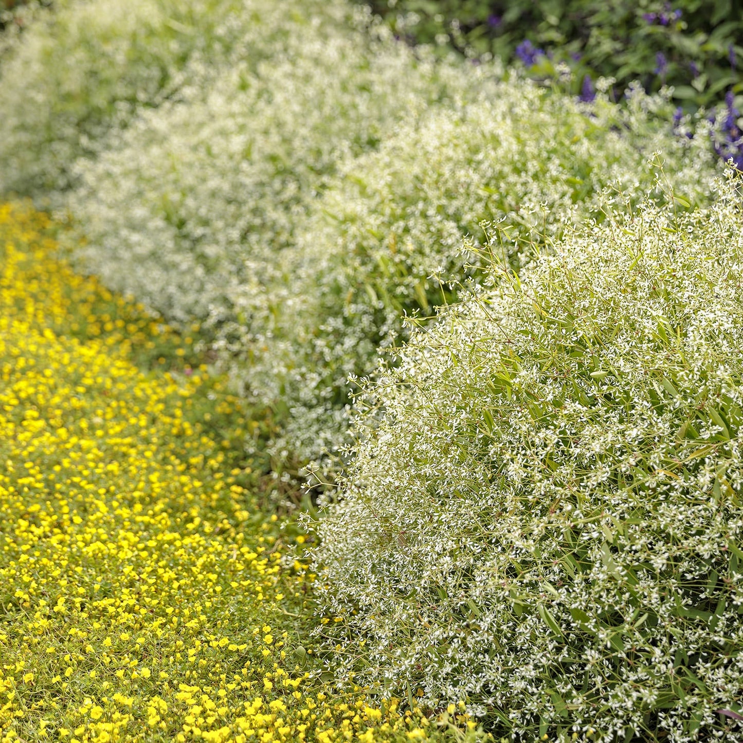 Dense clusters of white-flowering Diamond Mountain® Euphorbia line the garden bed, bordered by a carpet of small, vibrant yellow flowers on the left, creating a colorful and textured landscape - Photo Courtesy of Proven Winners, Inc.