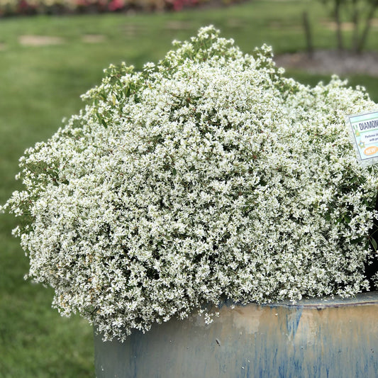 A large potted Diamond Snow® Euphorbia, covered in dense clusters of tiny white flowers, is displayed outdoors on a grassy lawn with a label on the right - Photo Property of Garden Crossings LLC. Decorative pot not included.