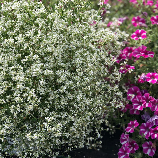 A dense bush of small white flowers, like Diamond Snow® Euphorbia, sits next to vibrant pink and white petunias, adding striking color contrast - Photo Property of Garden Crossings LLC