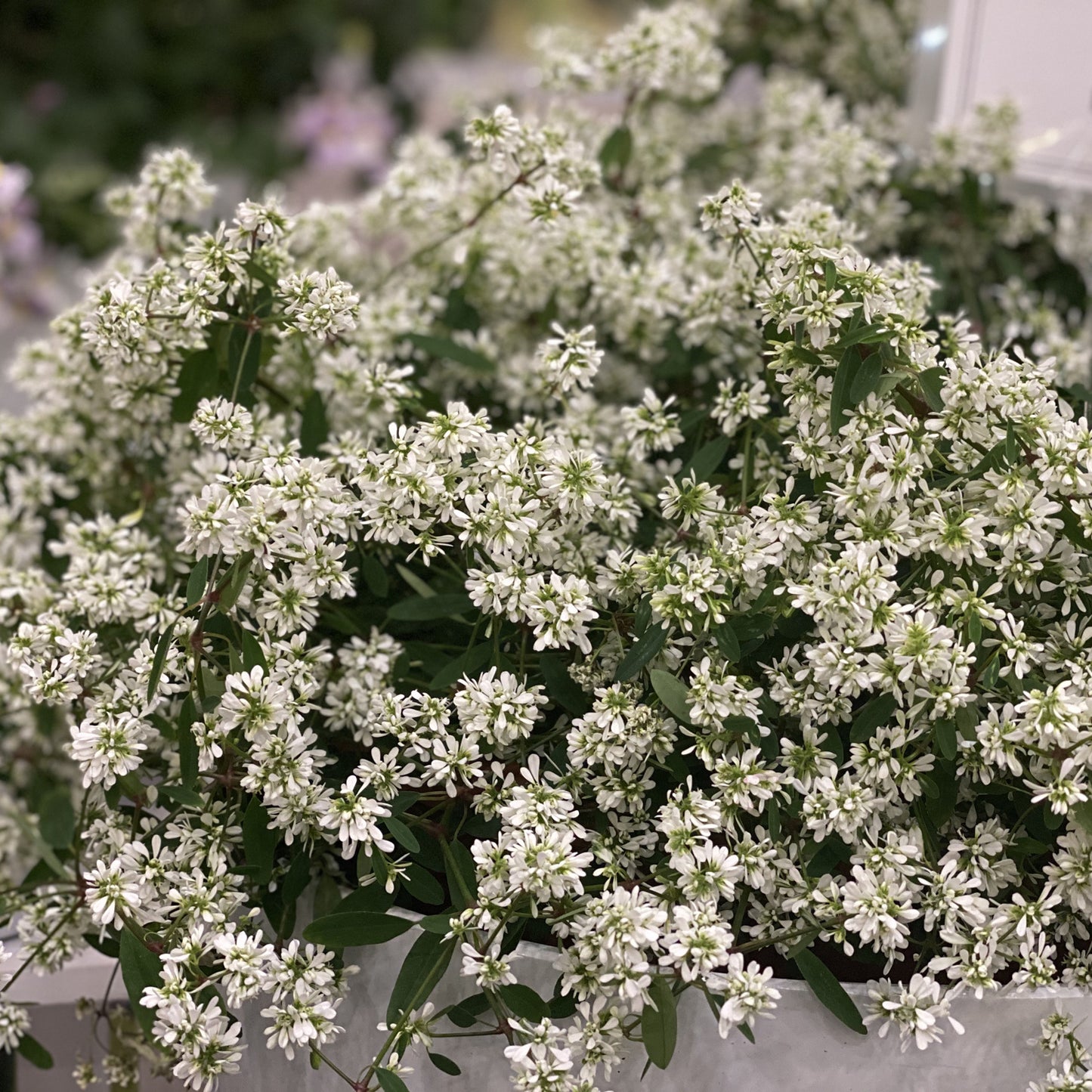 Diamond Snow® Euphorbia - Photo Property of Garden Crossings LLC