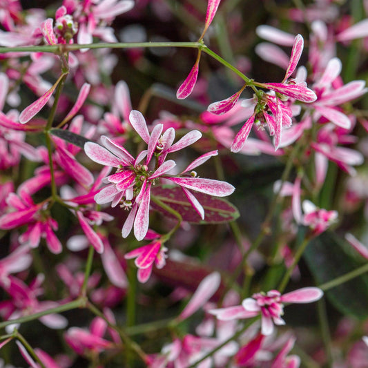 Starblast Pink' Euphorbia - Photo Courtesy of Ball Horticulure, Inc.