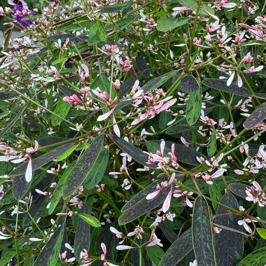 Starblast Pink' Euphorbia - Photo Property of Garden Crossings LLC