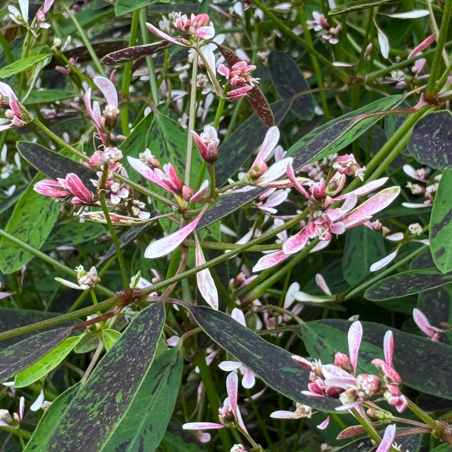 A close-up of dense, lush green foliage with long, narrow leaves speckled with dark spots and clusters of delicate pink and white bracts - Photo Property of Garden Crossings LLC
