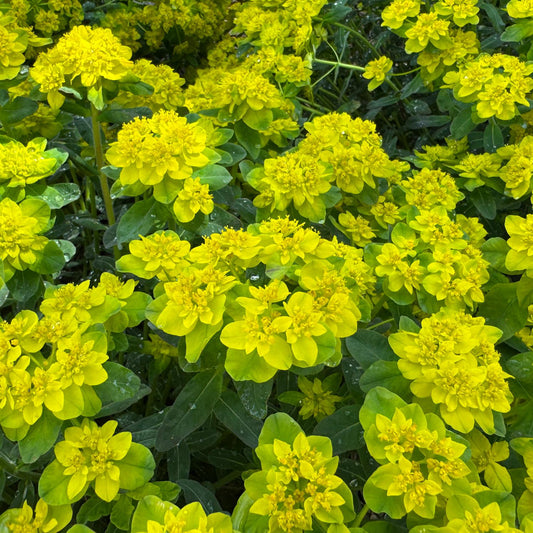 Urge To Splurge' Spurge (Euphorbia) - Photo Property of Garden Crossings LLC