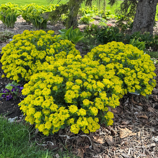 Three large 'Urge To Splurge' Spurge (Euphorbia) plants display bright yellow flowers in a mulched bed with green foliage and a tree trunk in the background - Photo Property of Garden Crossings LLC.