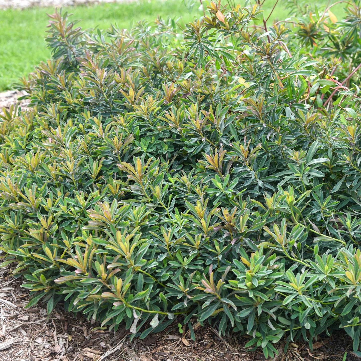 ‘Urge To Splurge’ Spurge (Euphorbia) is a dense green shrub with narrow, elongated leaves—some with reddish-brown tips—thriving in mulched beds - Photo Courtesy of Proven Winners, Inc.
