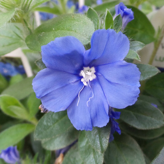 Blue My Mind® Dwarf Morning Glory (Evolvulus) - Photo Property of Garden Crossings LLC