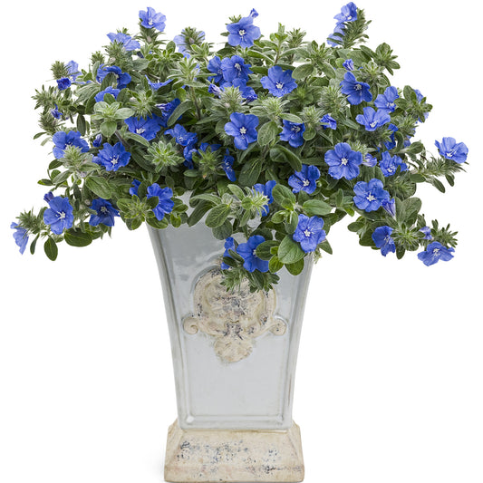 Blue My Mind® Dwarf Morning Glory (Evolvulus) - Photo Courtesy of Proven Winners, Inc.
