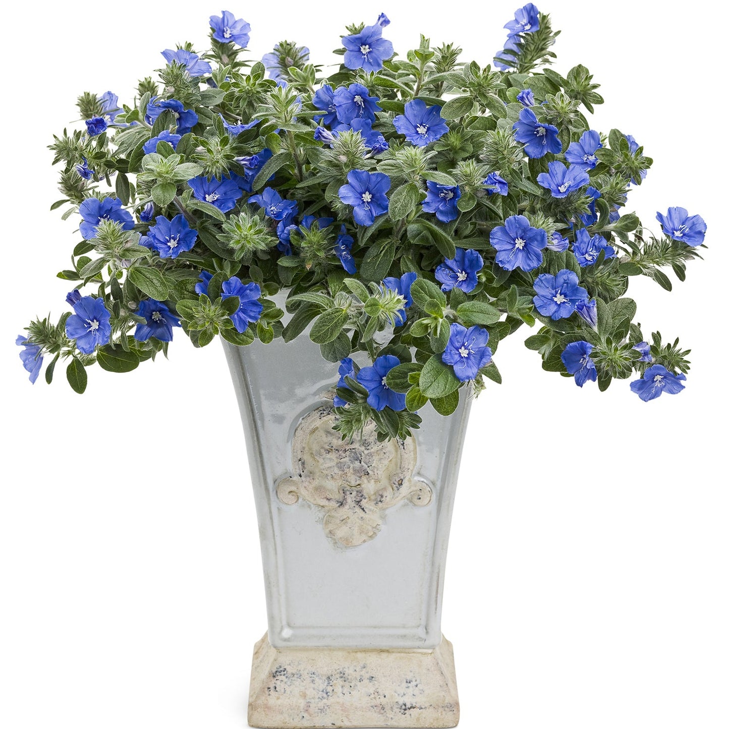 Blue My Mind® Dwarf Morning Glory (Evolvulus) - Photo Courtesy of Proven Winners, Inc.