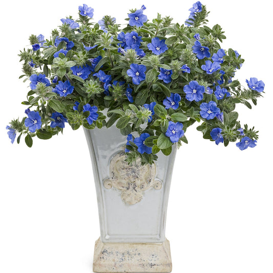 Blue My Mind® Dwarf Morning Glory (Evolvulus) - Photo Courtesy of Proven Winners, Inc.