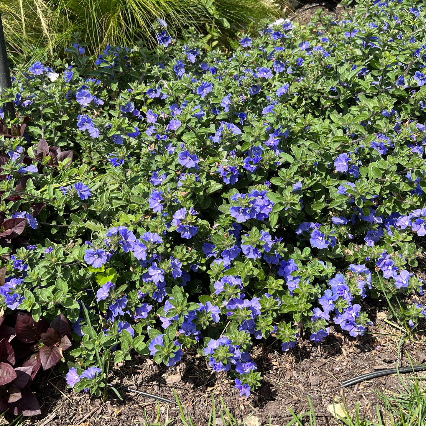 Blue My Mind® XL Dwarf Morning Glory (Evolvulus) - Photo Property of Garden Crossings LLC