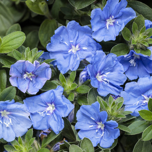 Blue My Mind® XL Dwarf Morning Glory (Evolvulus) - Photo Courtesy of Proven Winners, Inc.