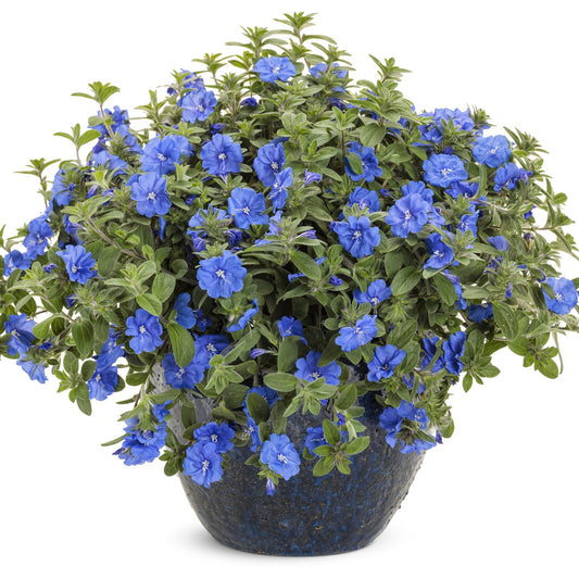 Blue My Mind® XL Dwarf Morning Glory (Evolvulus) - Photo Courtesy of Proven Winners, Inc.