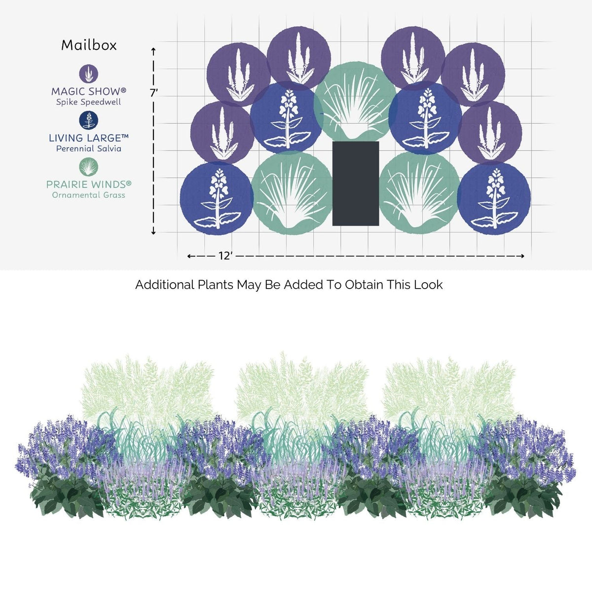 Diagram of an EZ Scapes™ Salty Garden Spaces Garden Kit layout: Spike Speedwell, Perennial Salvia, and Ornamental Grass labeled in a 12 ft x 7 ft rectangle, plus an illustrated view of the finished garden below. - Photo Courtesy of Walters Gardens, Inc.