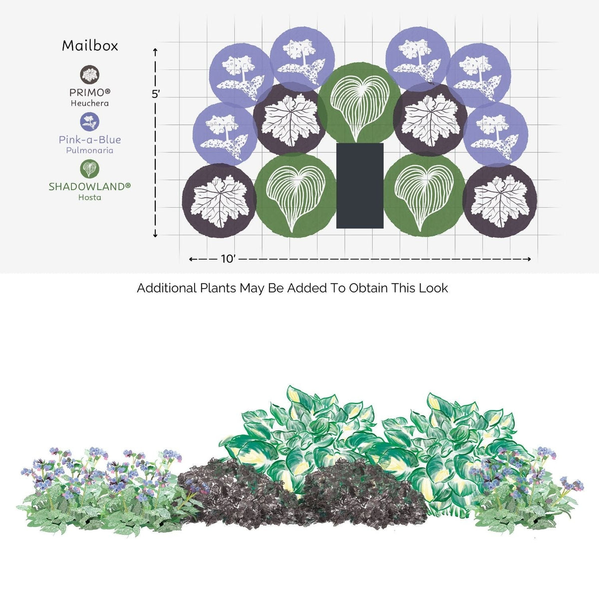 A planting diagram shows top and front views of the EZ Scapes™ Shady Color Garden Kit with purple Heuchera, blue Pulmonaria, and white Hosta arranged around a mailbox, featuring labeled plant positions and dimensions. - Photo Courtesy of Walters Gardens, Inc.