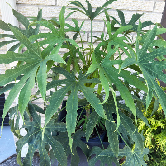 A High Five™ Fatsia potted plant with deeply lobed green leaves sits outdoors by a light brick wall and an evergreen shrub—its long, narrow segments and pointed tips suit any shade garden. - Photo Courtesy of Proven Winners, Inc.