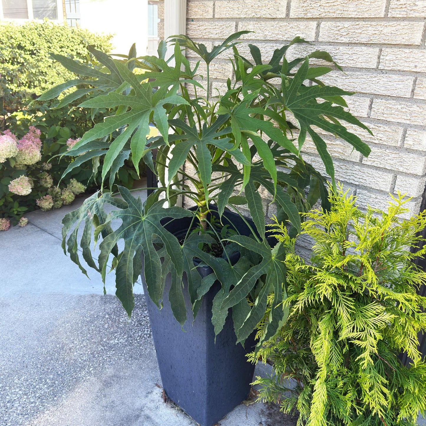 A High Five™ Fatsia with large, deeply lobed green leaves sits on a patio beside a tan brick wall and a small evergreen shrub, adding bold texture to any shade garden as sunlight casts soft shadows on its foliage. - Photo Courtesy of Proven Winners, Inc.