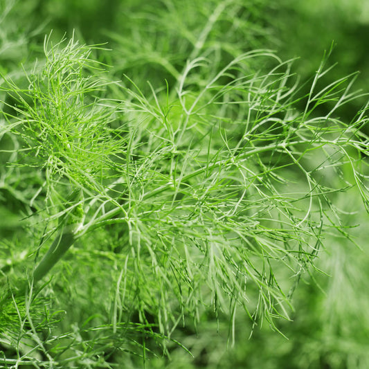 Fennel (Foeniculum) - Photo Courtesy of Pixabay