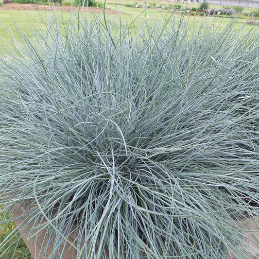Blue Whiskers' Blue Fescue (Festuca) - Photo Property of Garden Crossings LLC