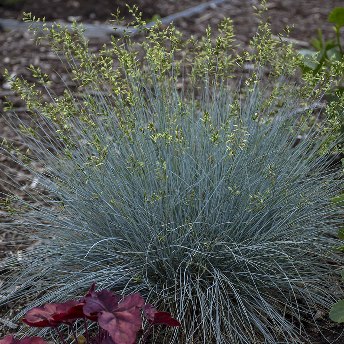 ‘Blue Whiskers’ Blue Fescue (Festuca) is a dense perennial grass with fine, spiky blue-gray leaves and tall stems bearing yellow-green flowers, thriving in brown soil near red-leaved plants - Photo Courtesy of Walters Gardens, Inc.