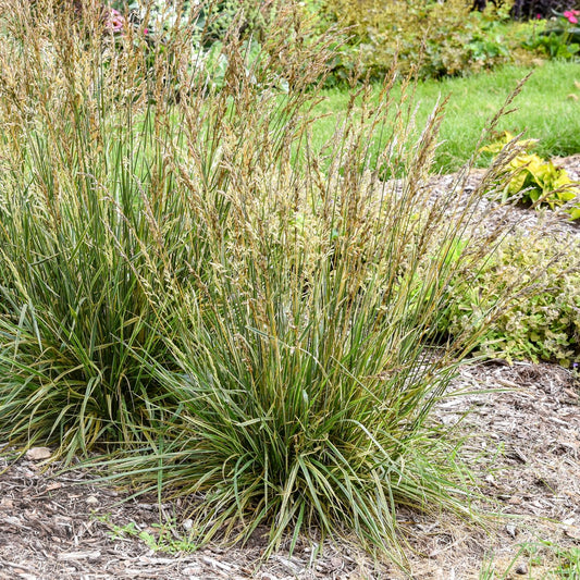 Clusters of 'Perfect Edging' Tall Fescue Grass (Festuca) with narrow green leaves and feathery seed heads thrive in a mulched, low-maintenance garden bed, surrounded by more plants and green grass in the background - Photo Courtesy of Walters Gardens, Inc.