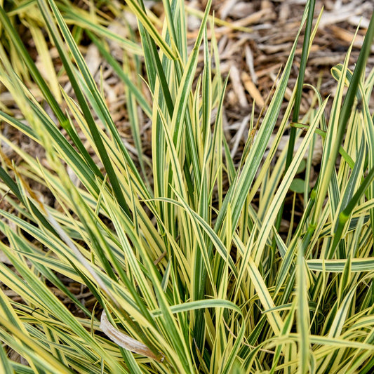 Close-up of bright green and yellow variegated leaves of 'Perfect Edging' Tall Fescue Grass (Festuca) stand upright against a backdrop of dry mulch and plant debris, emphasizing this low-maintenance, decorative grass’s garden appeal - Photo Courtesy of Walters Gardens, Inc.