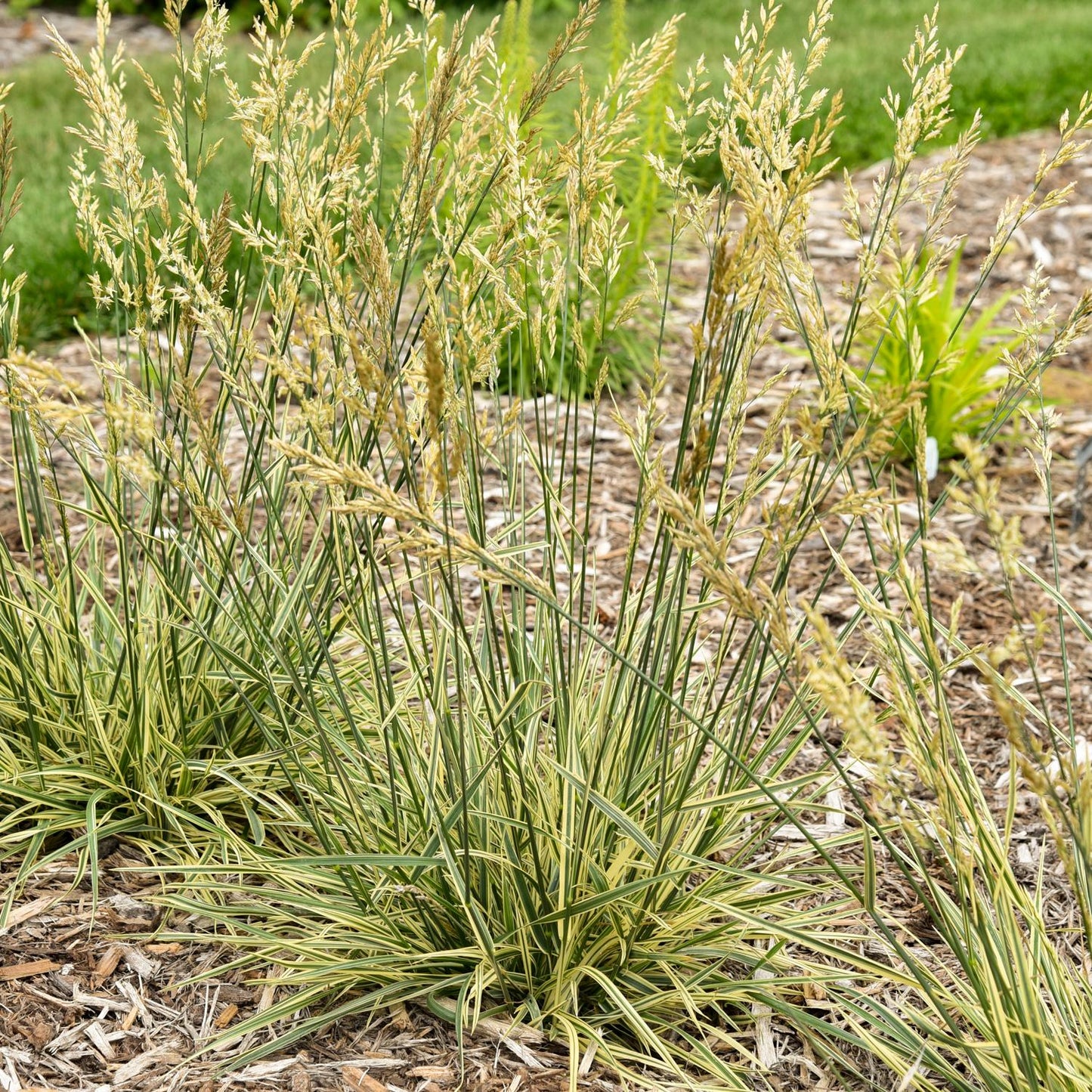 Perfect Edging' Tall Fescue Grass (Festuca) features low-maintenance clumps with narrow green and cream-striped leaves and tall, slender flowering stalks in a mulched bed, set against a background of green grass and blurred plants - Photo Courtesy of Walters Gardens, Inc.