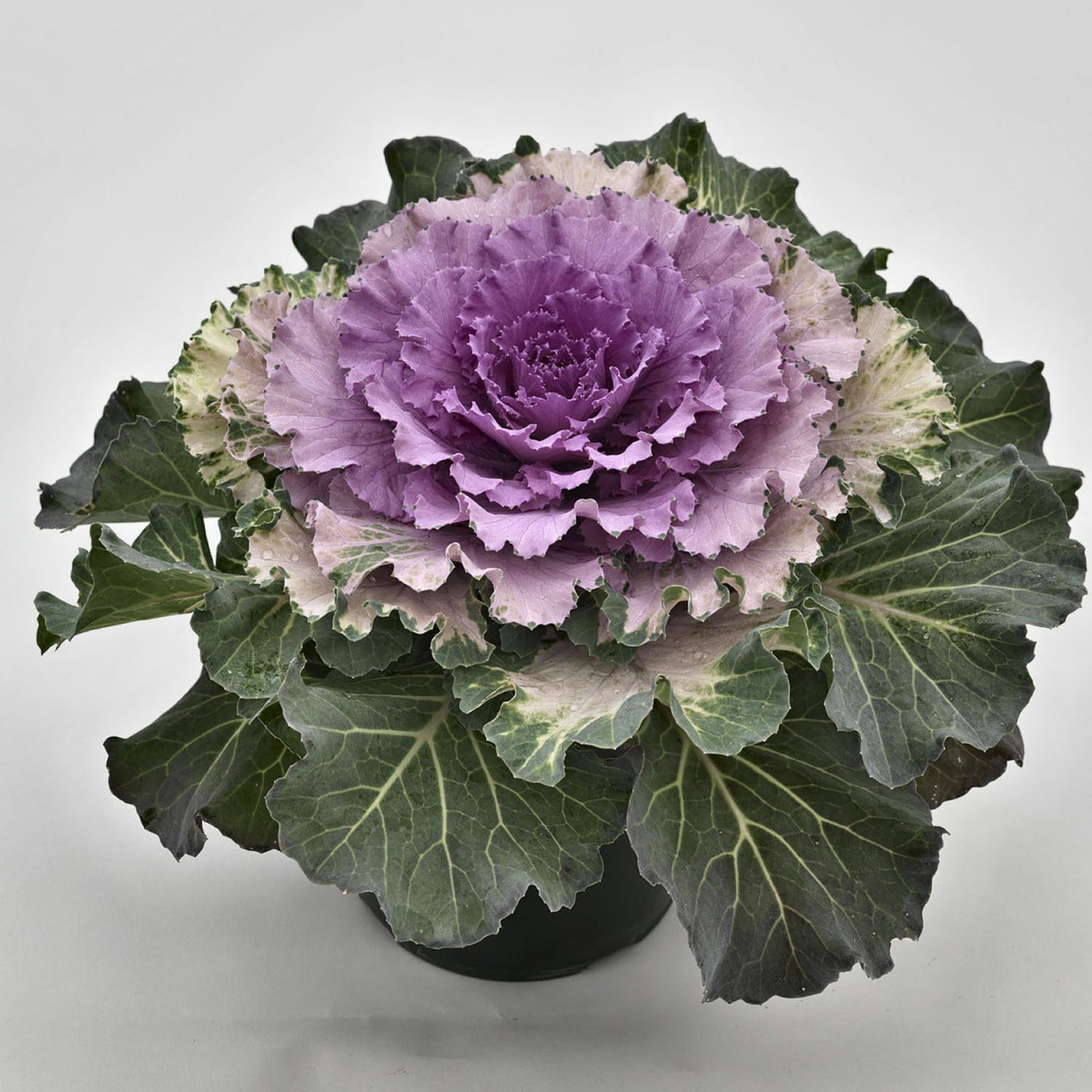 Osaka Pink' Flowering Cabbage (Brassica) - Photo Courtesy of Ball Horticulure, Inc.