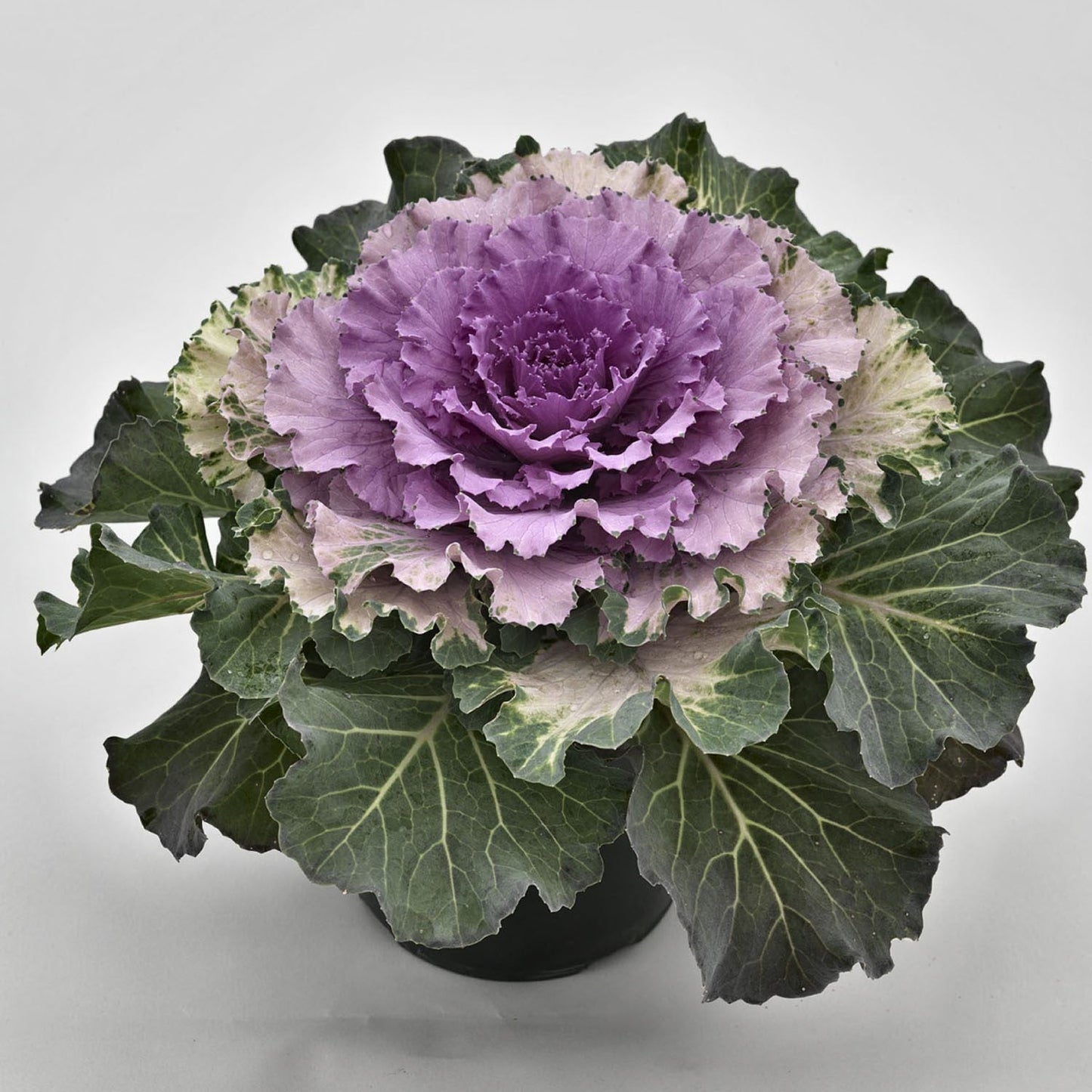 Large green leaves that transition to purple in the center of the Osaka Pink' Flowering Cabbage (Brassica) against a white background - Photo Courtesy of Ball Horticulure, Inc.