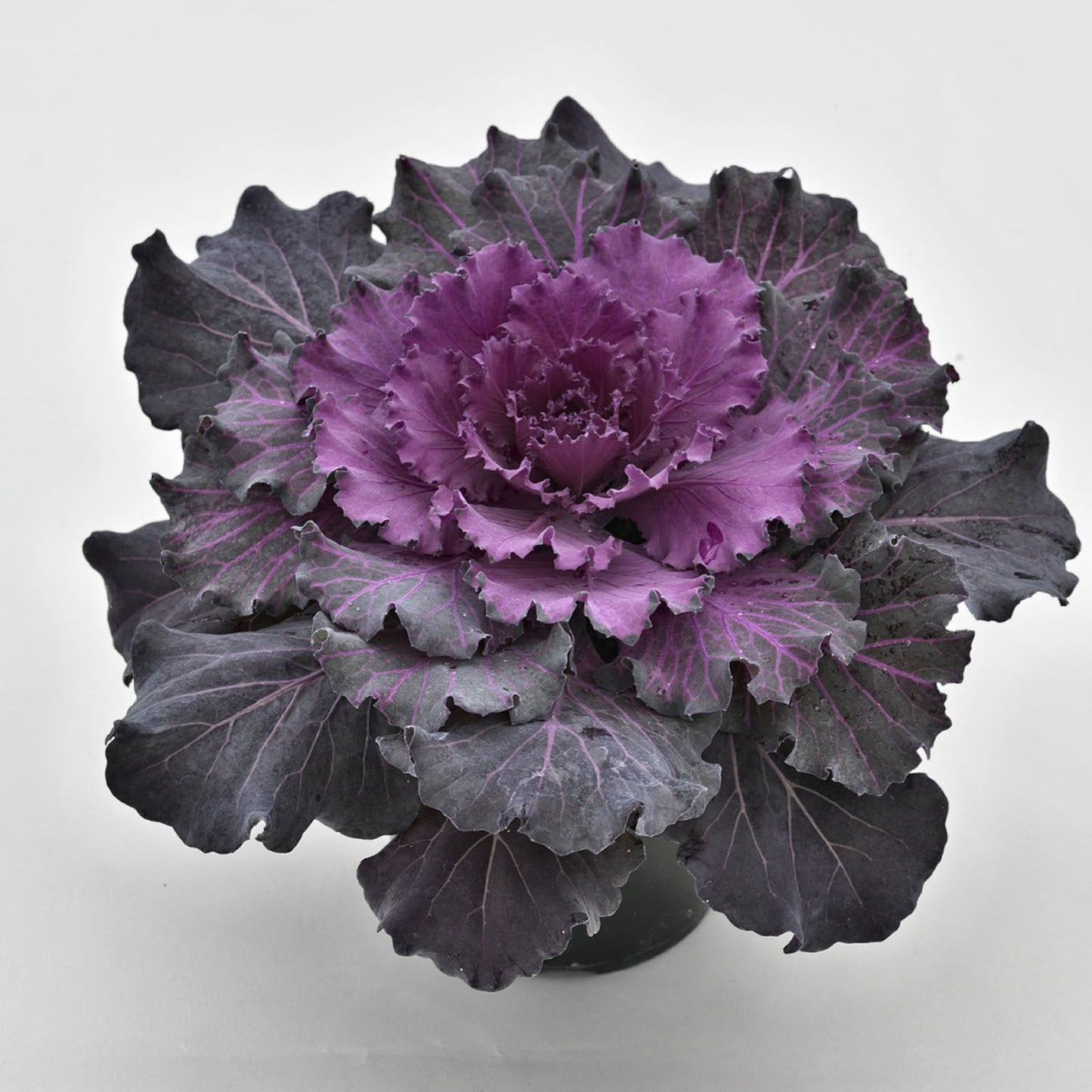 Osaka Red' Flowering Cabbage (Brassica) - Photo Courtesy of Ball Horticulure, Inc.