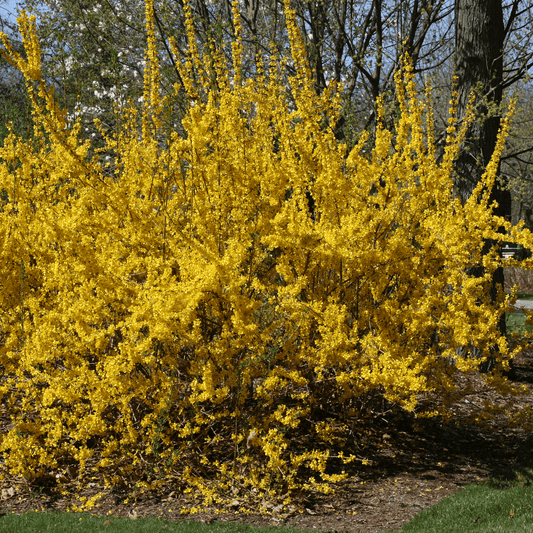 Show Off® Forsythia -