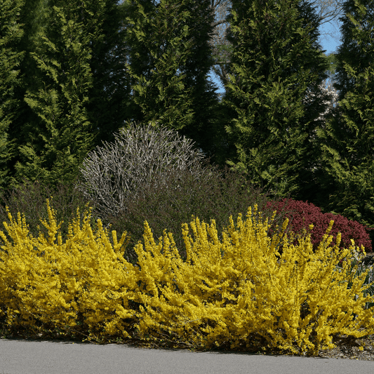Show Off Starlet® Forsythia -