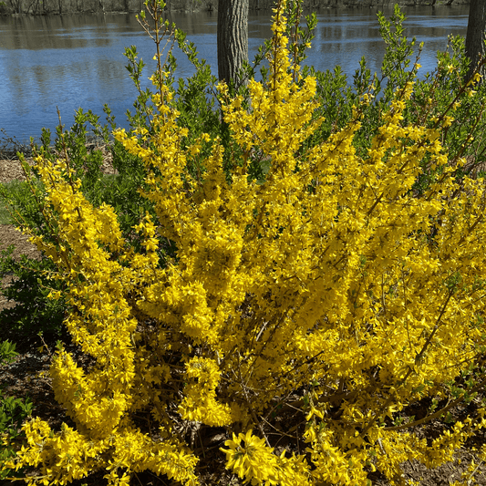 Show Off Starlet® Forsythia -