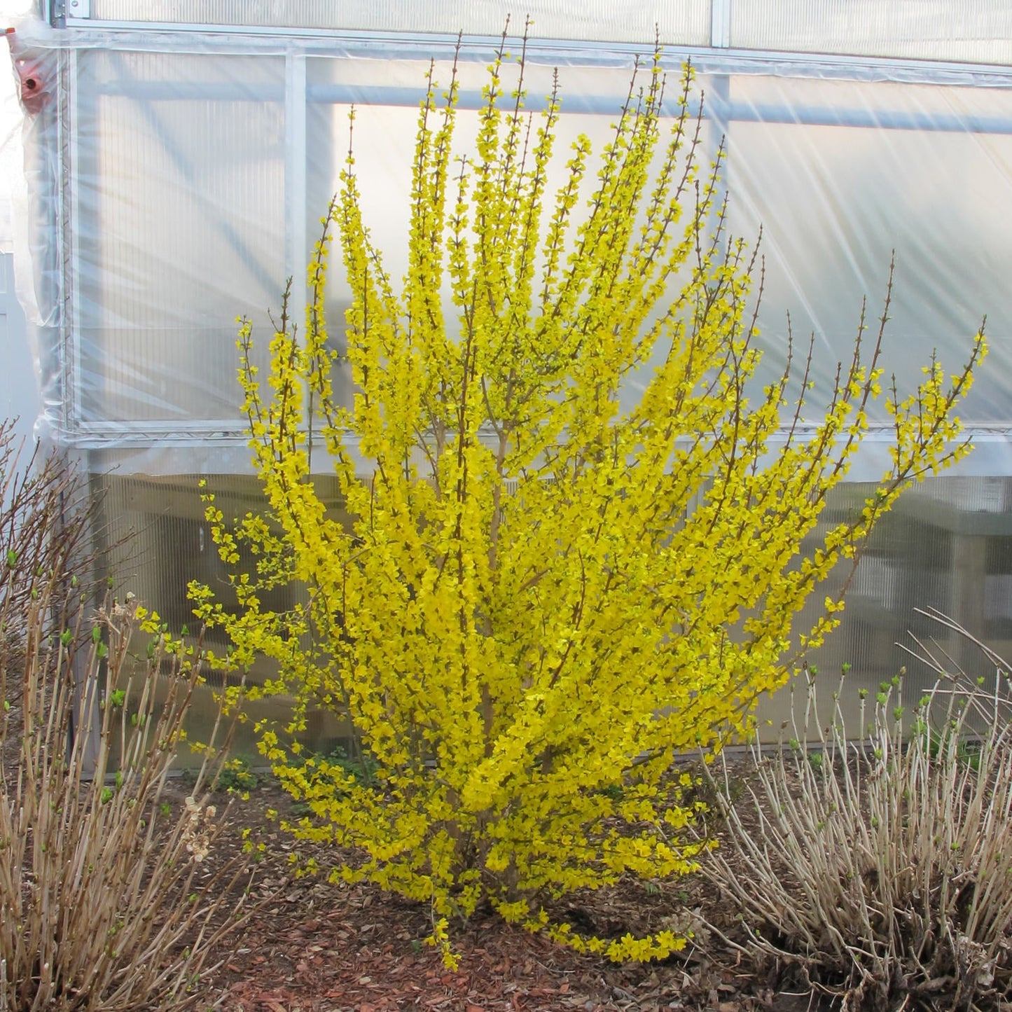 A Show Off® Forsythia, a compact shrub with upright branches and bright yellow flowers, blooms in front of a greenhouse with translucent panels. Brown mulch and pruned plants are around its base. - Photo Property of Garden Crossings LLC