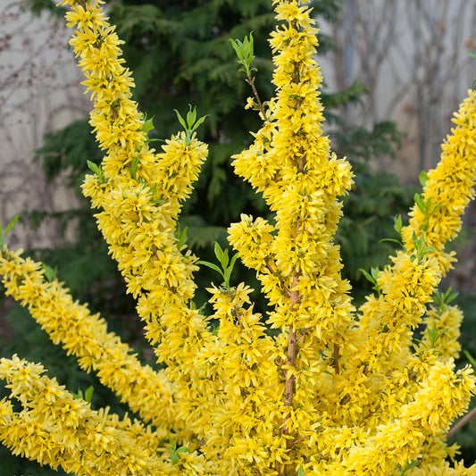 Show Off® Forsythia - Photo Courtesy of Proven Winners, Inc.