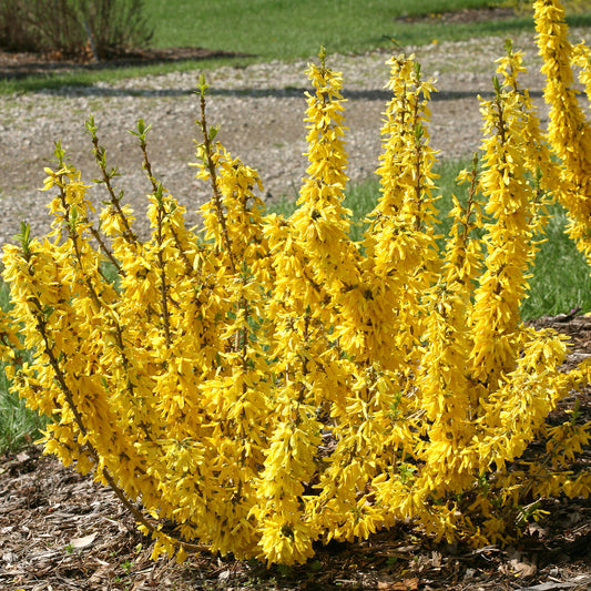 Show Off® Sugar Baby® Forsythia - Photo Courtesy of Proven Winners, Inc.