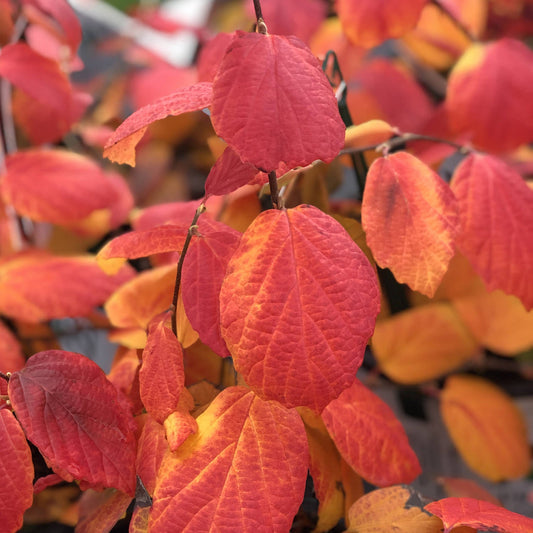 Close-up of vibrant red and orange autumn leaves on the deer-resistant Legend of the Fall® Bottlebush (Fothergilla), highlighting their textured surfaces, with softly blurred colorful fall foliage in the background - Photo Property of Garden Crossings LLC.