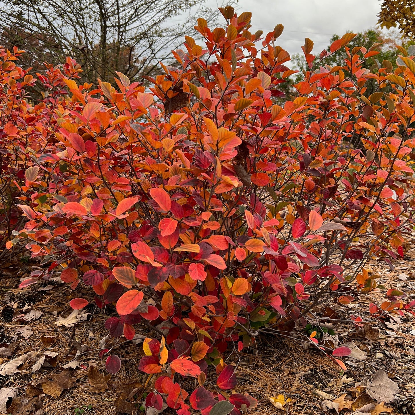 Legend of the Fall® Bottlebrush (Fothergilla) shows dense, vibrant red and orange autumn foliage, creating striking color amid fallen pine needles and leaves - Photo Property of Garden Crossings LLC.