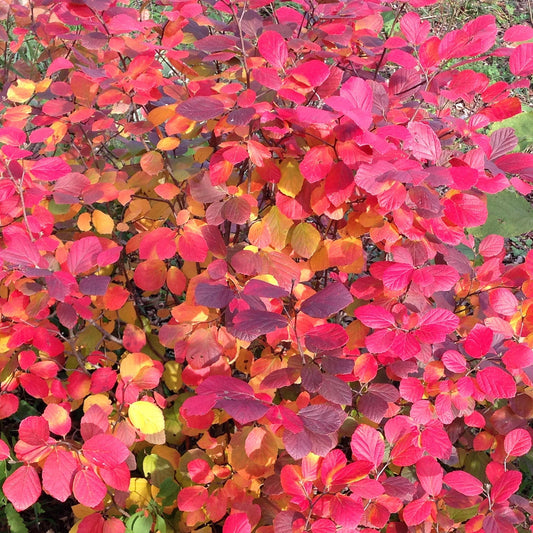 Legend of the Fall® Bottlebush (Fothergilla) featuring dense foliage with vibrant red, orange, and yellow leaves - Photo Courtesy of Proven Winners, Inc.