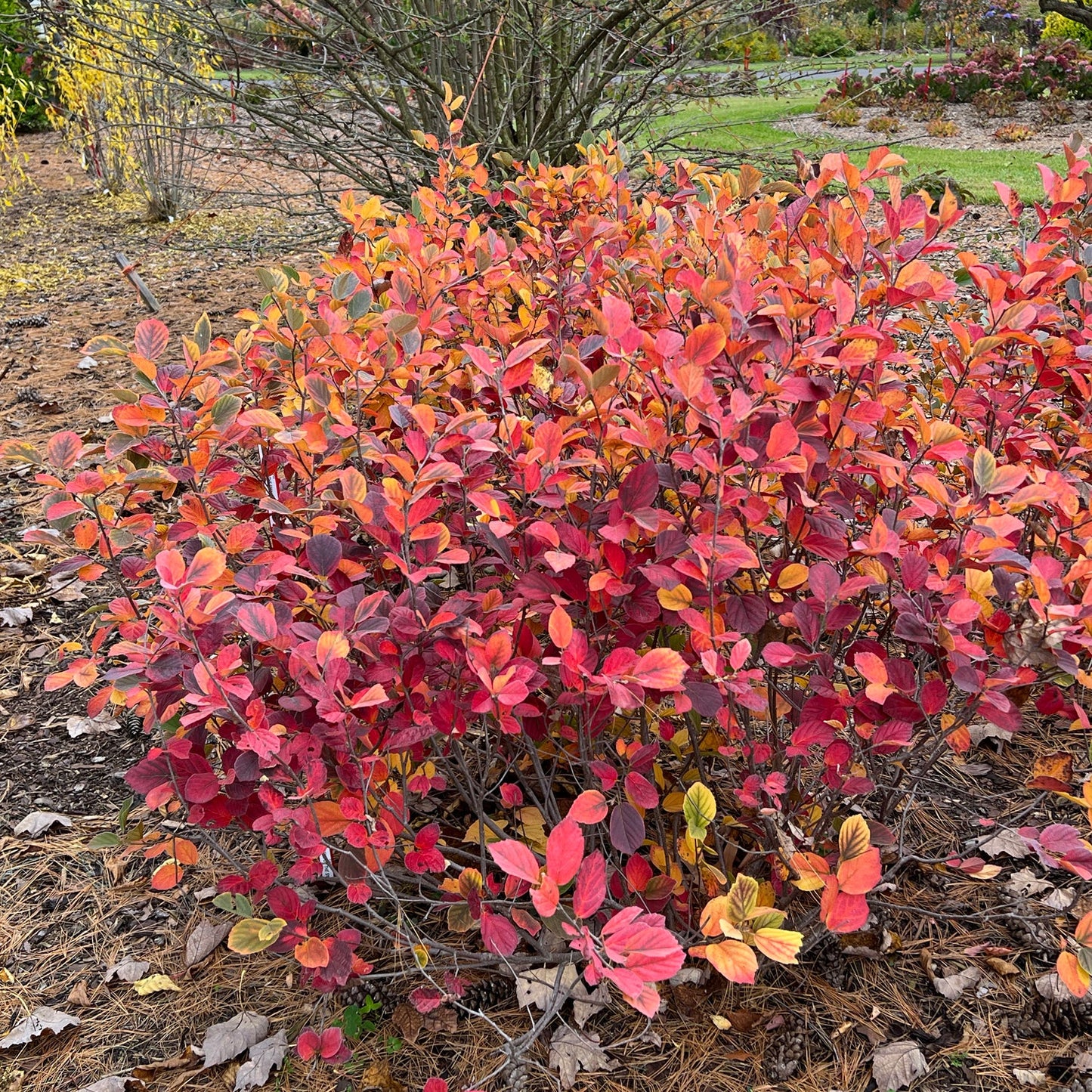 A compact native shrub with vibrant red, orange, and yellow leaves grows in a garden bed among pine needles and fallen leaves, highlighting the beauty of Legend of the Small® Bottlebush (Fothergilla). Green grass and other shrubs complete the scenic background - Photo Property of Garden Crossings LLC.