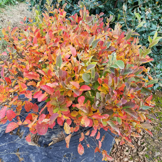 Legend of the Small® Bottlebush (Fothergilla) - Photo Courtesy of Proven Winners, Inc.